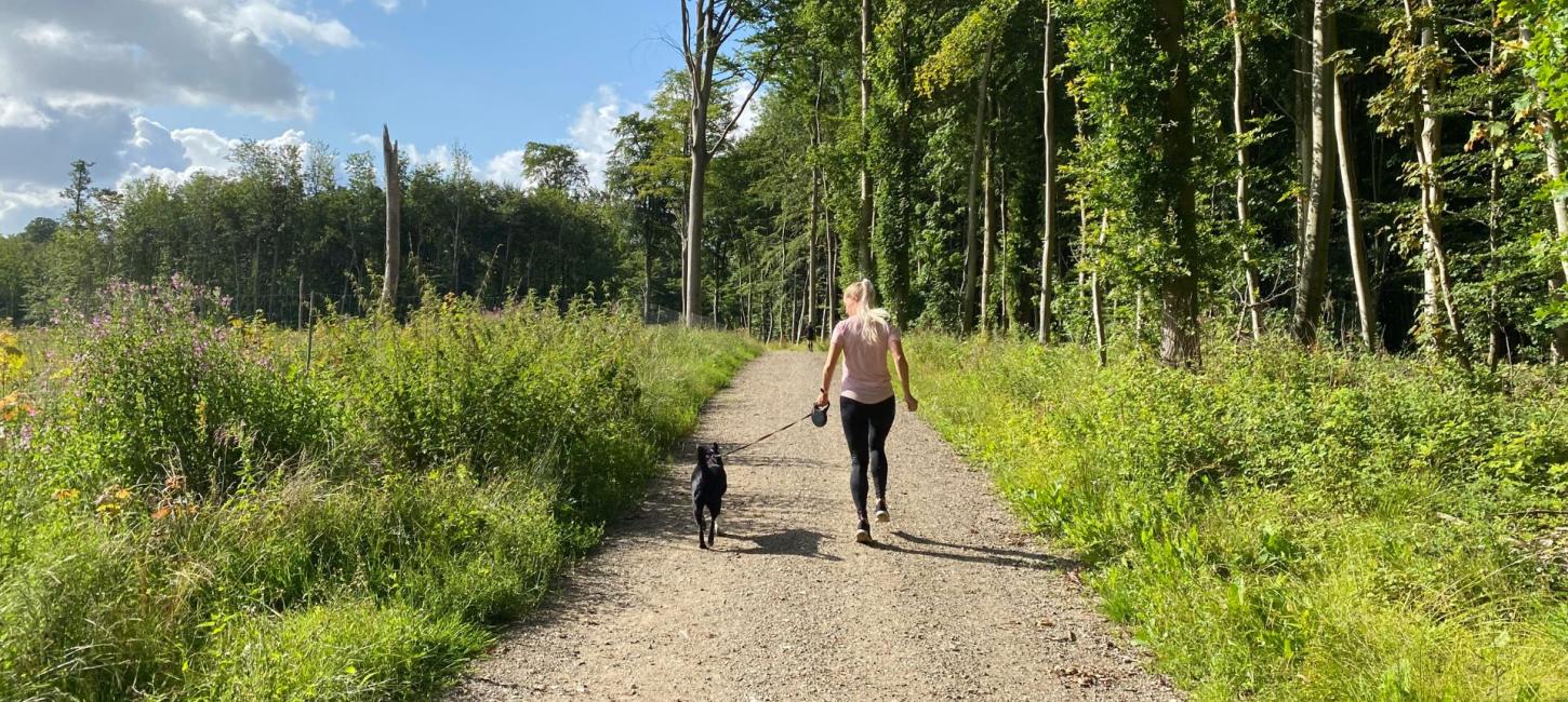 Foto af løber med hund i snor i et skovområde.